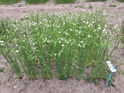 Click for 1 image(s) for this accession.